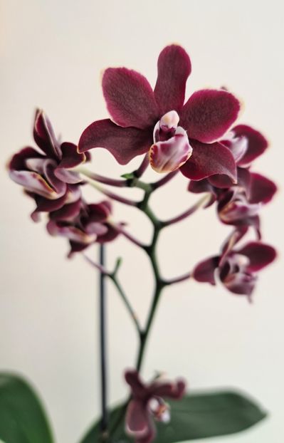  - Phalaenopsis 3