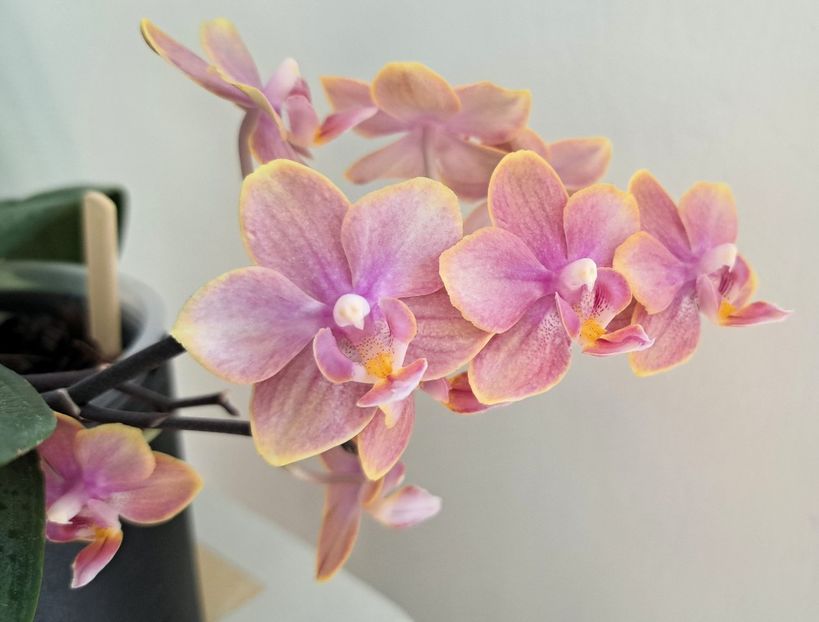  - Phalaenopsis 3