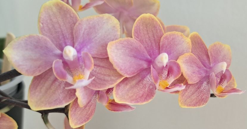  - Phalaenopsis 3