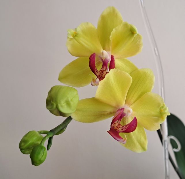  - Phalaenopsis 3