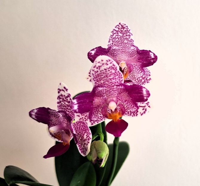  - Phalaenopsis 3