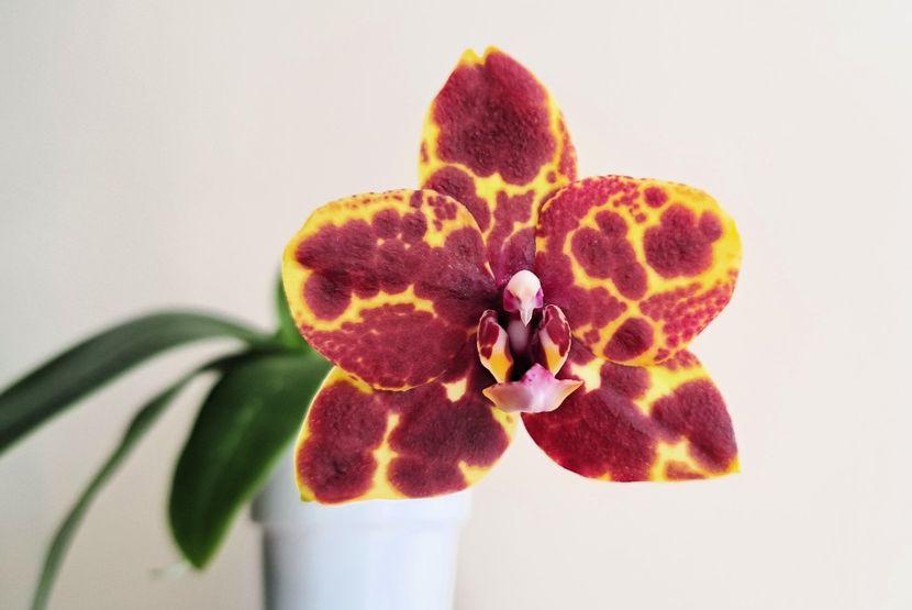  - Phalaenopsis 3