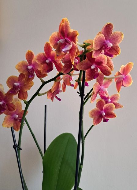  - Phalaenopsis 3