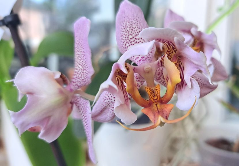  - Phalaenopsis 3