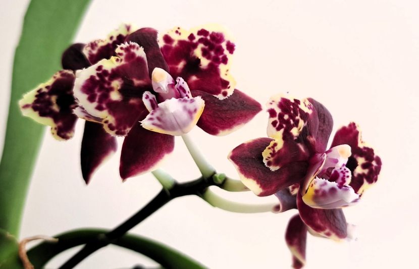  - Phalaenopsis 3