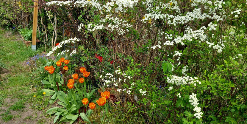  - 2025 - 01 - Primavara