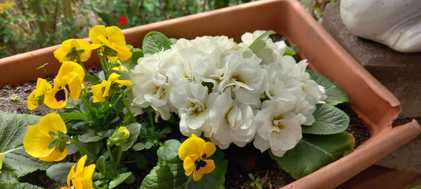  - 2025 - 01 - Primavara