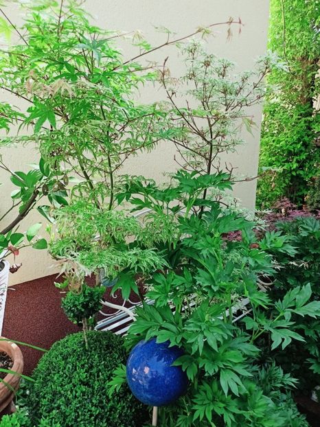 24.04.2025, Ukigumo - Grădina 2025 continuare 1