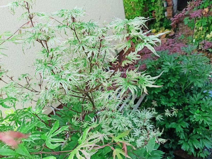  - Grădina 2025 continuare 1