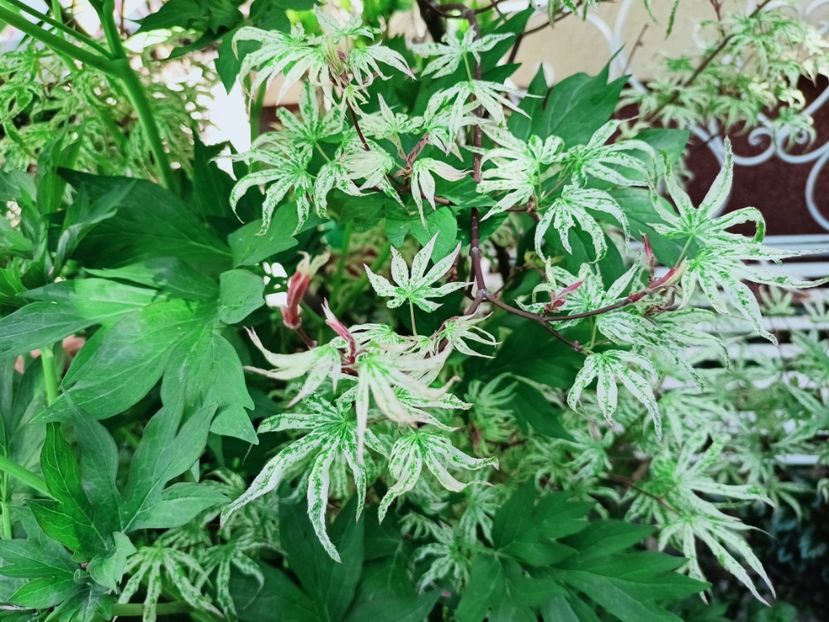  - Grădina 2025 continuare 1