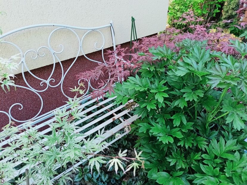  - Grădina 2025 continuare 1