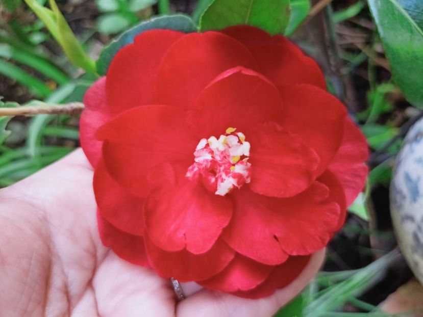  - Grădina 2025 continuare 1