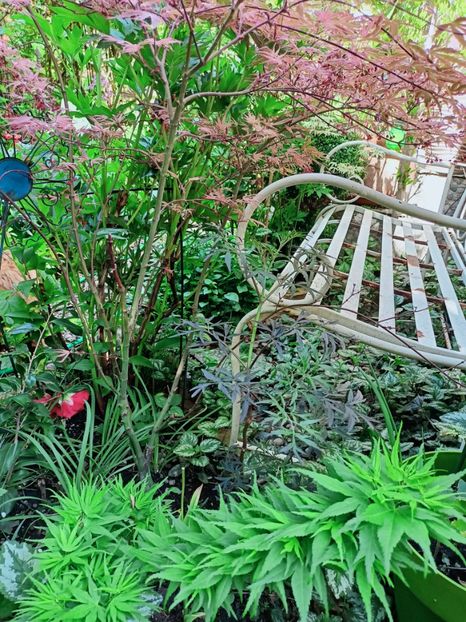 Mikawa Yatsubusa - Grădina 2025 continuare 1