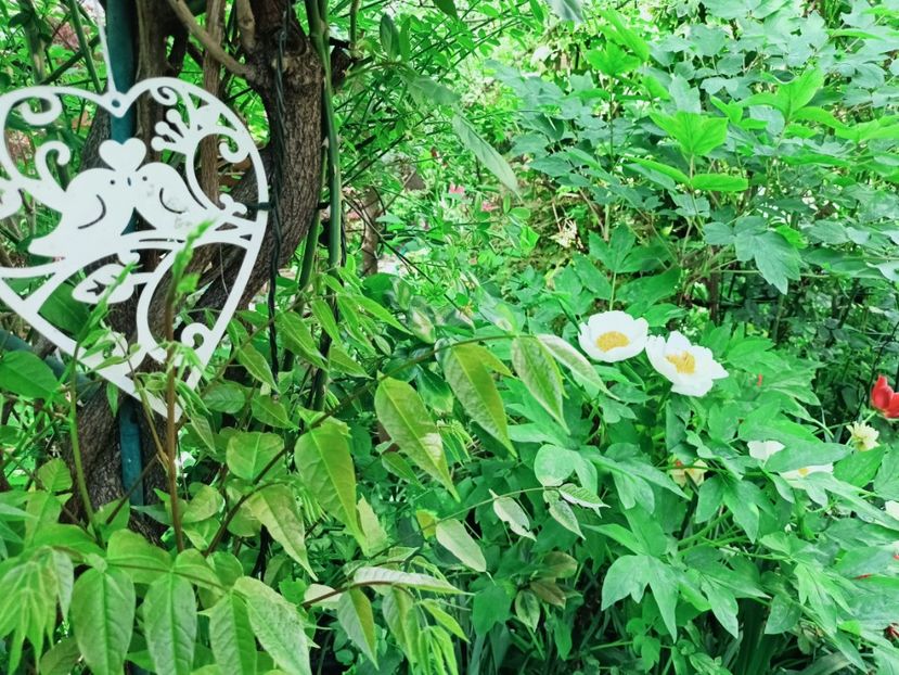  - Grădina 2025 continuare 1