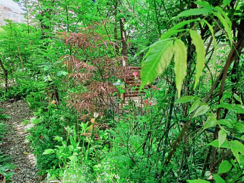  - Grădina 2025 continuare 1