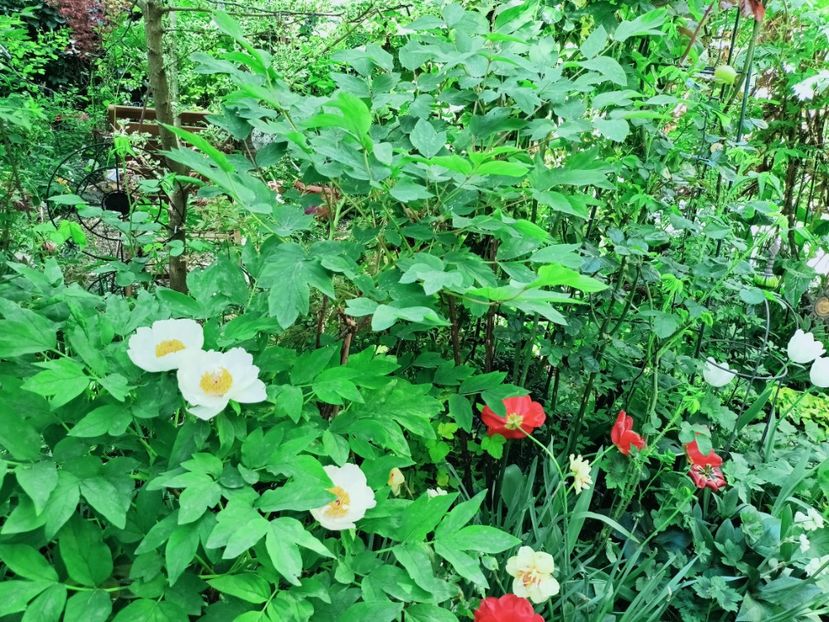  - Grădina 2025 continuare 1