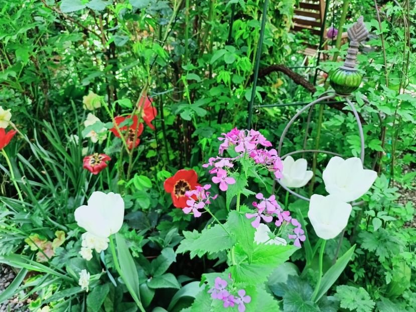  - Grădina 2025 continuare 1