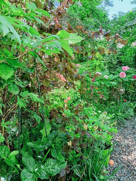  - Grădina 2025 continuare 1