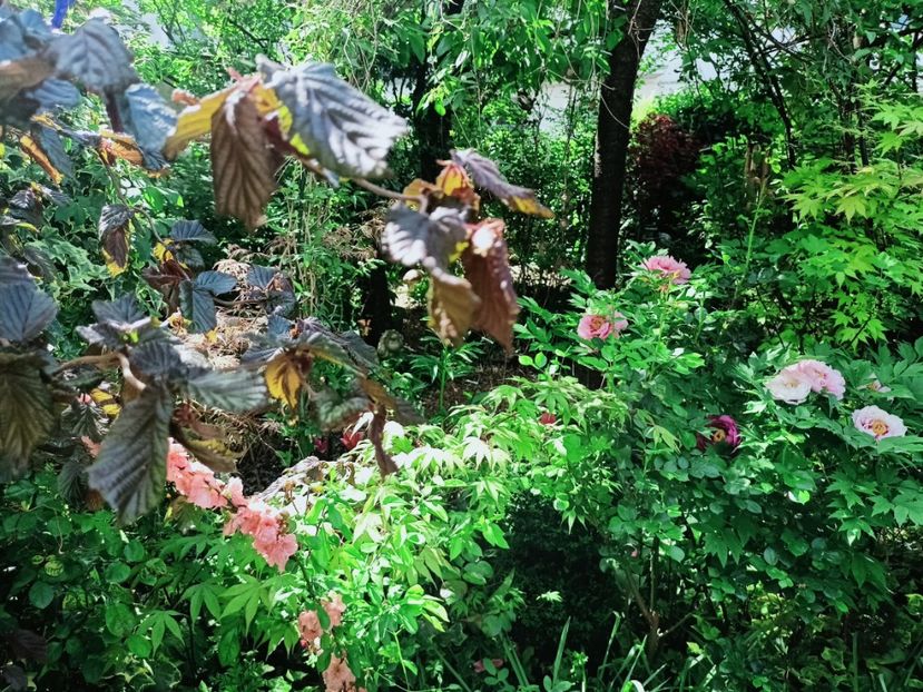  - Grădina 2025 continuare 1