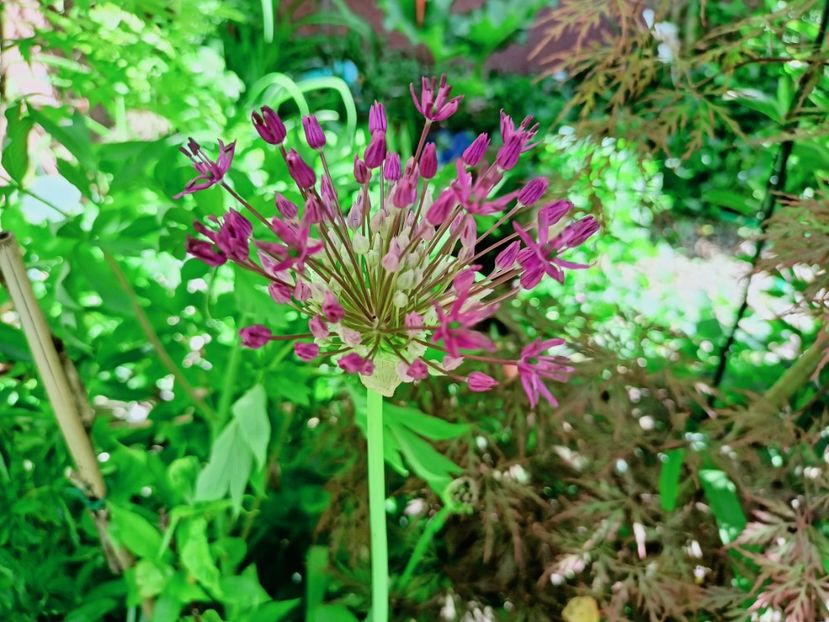  - Grădina 2025 continuare 1