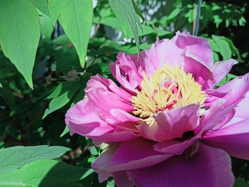 Chojuraku - Grădina 2025 continuare 1