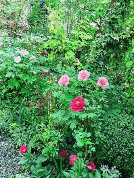  - Grădina 2025 continuare 1