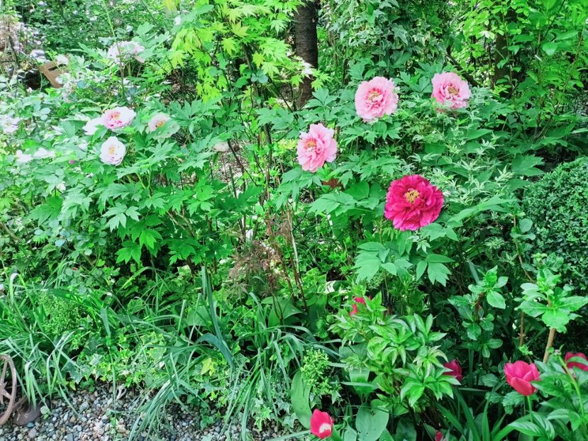  - Grădina 2025 continuare 1