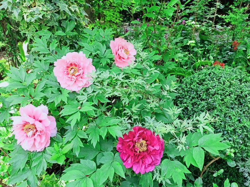  - Grădina 2025 continuare 1