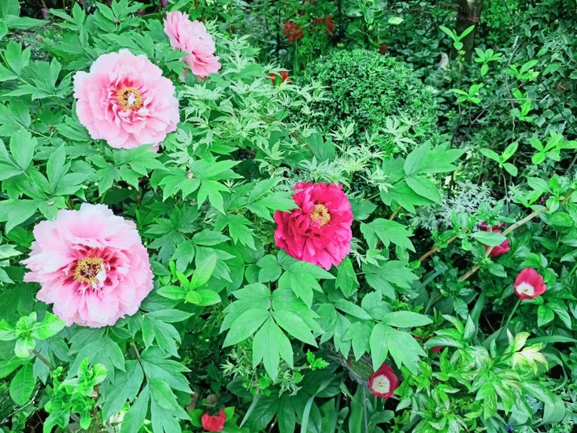  - Grădina 2025 continuare 1