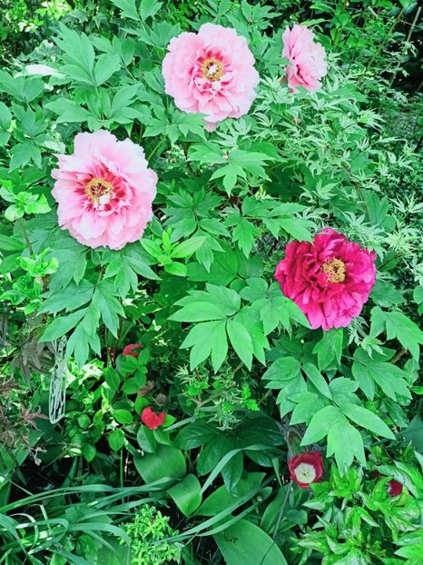  - Grădina 2025 continuare 1