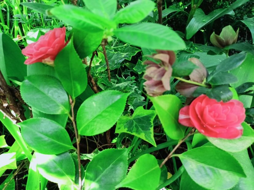  - Grădina 2025 continuare 1