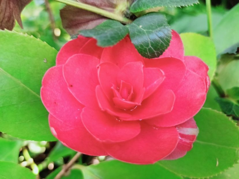  - Grădina 2025 continuare 1