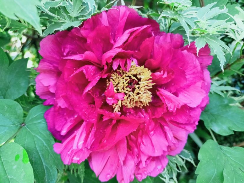  - Grădina 2025 continuare 1