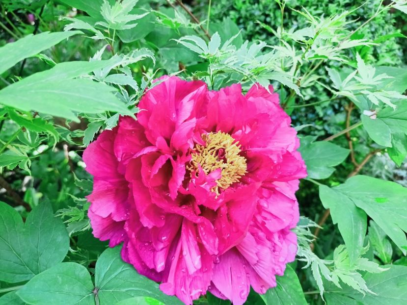  - Grădina 2025 continuare 1