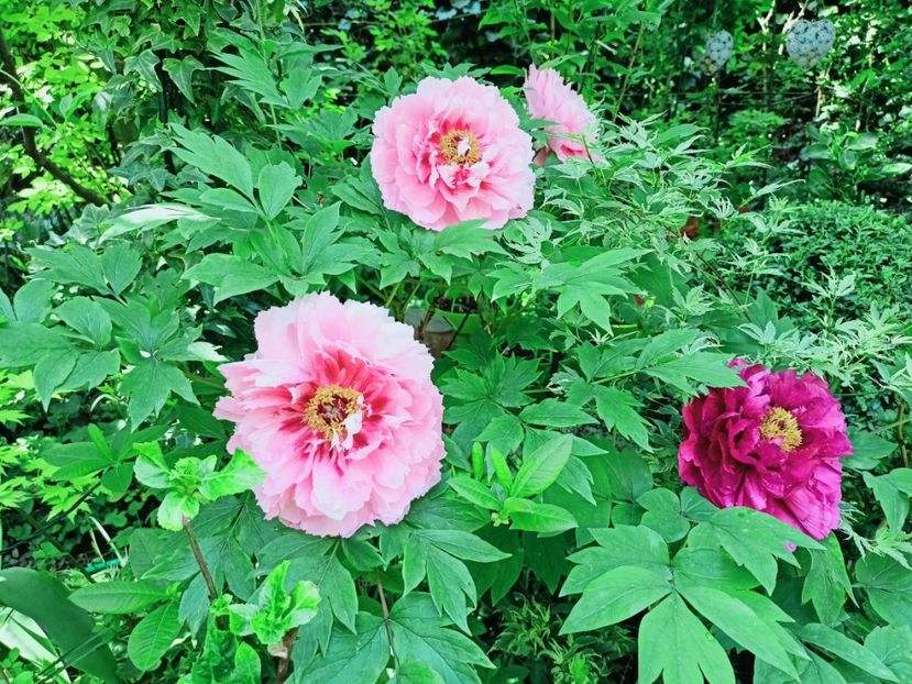  - Grădina 2025 continuare 1