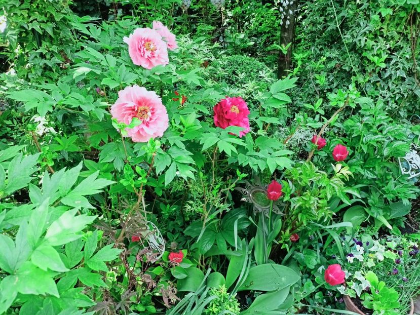  - Grădina 2025 continuare 1