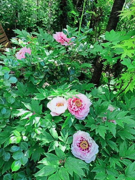  - Grădina 2025 continuare 1