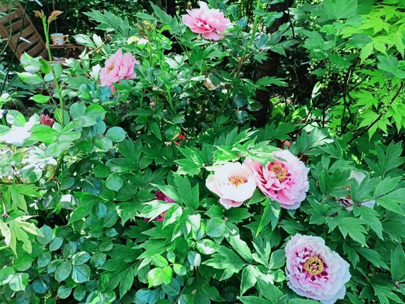  - Grădina 2025 continuare 1