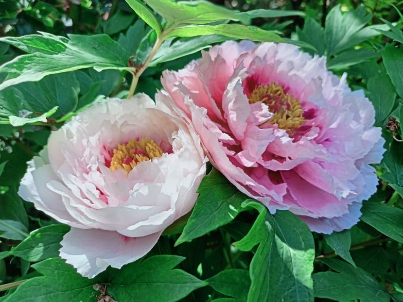  - Grădina 2025 continuare 1