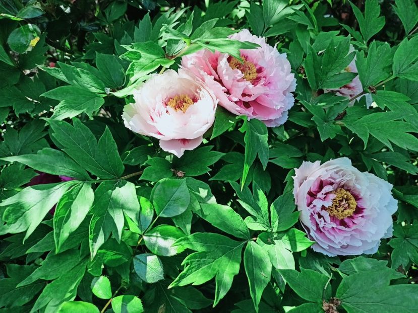  - Grădina 2025 continuare 1