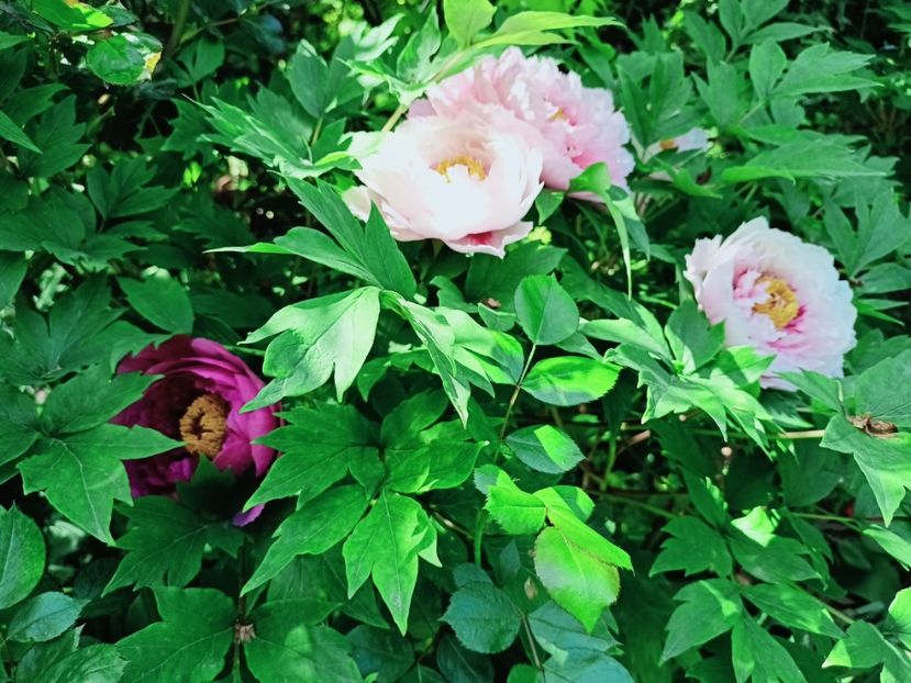  - Grădina 2025 continuare 1