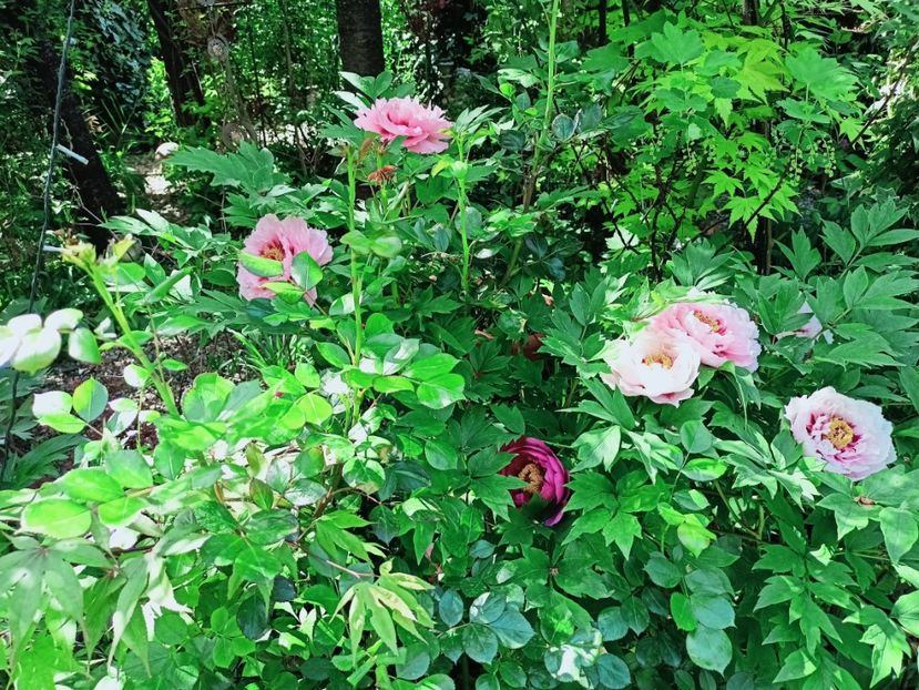  - Grădina 2025 continuare 1