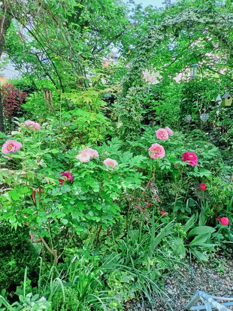  - Grădina 2025 continuare 1