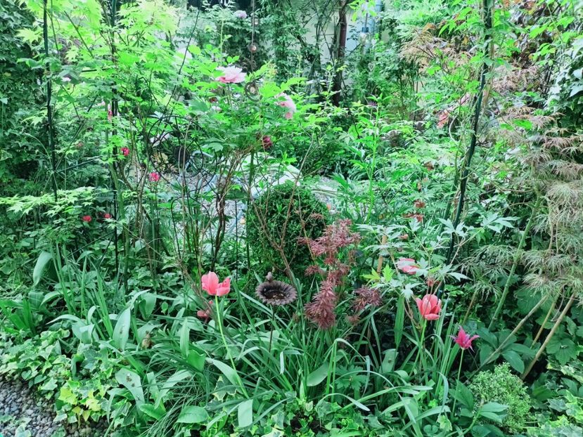  - Grădina 2025 continuare 1