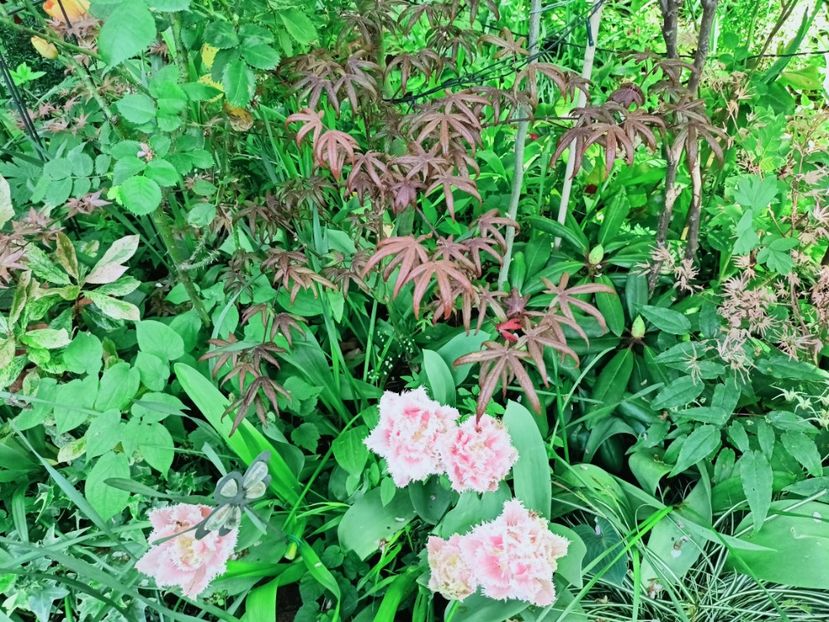  - Grădina 2025 continuare 1