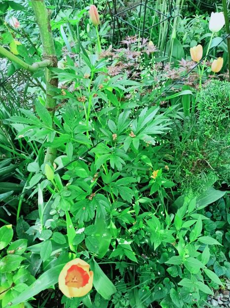  - Grădina 2025 continuare 1