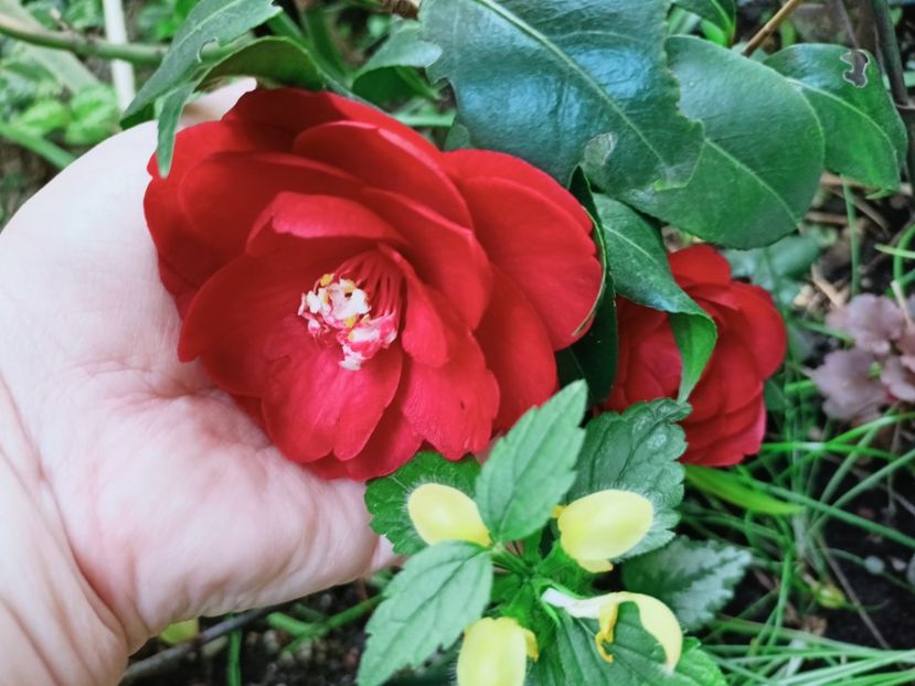  - Grădina 2025 continuare 1