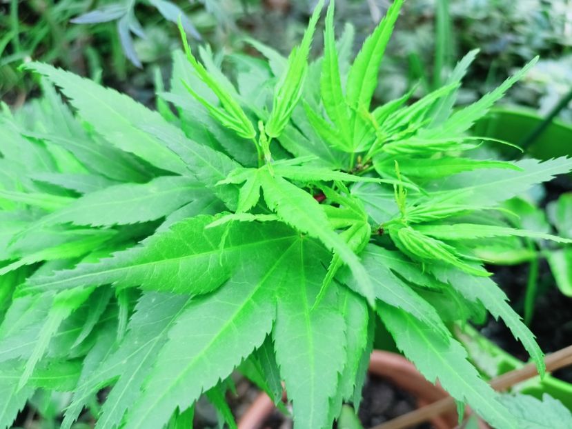  - Grădina 2025 continuare 1