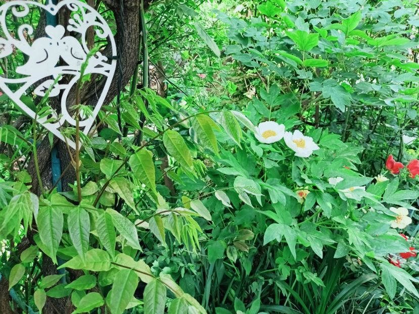  - Grădina 2025 continuare 1