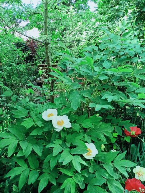  - Grădina 2025 continuare 1